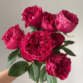 Rospberry Elegance Rose Plant|优雅树莓 image 0