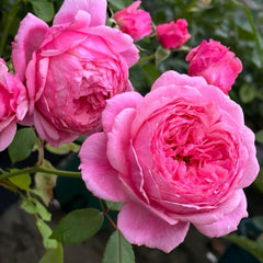 Lady Heirloom Rose Plant|女人的遗产 image 2