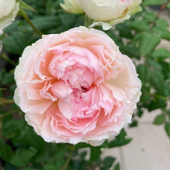 M-Perzik Rose Plant|佩尔朱克 image 1