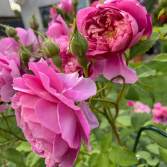 Emma Bridgewater Rose Plant|艾玛·布里奇沃特 image 3