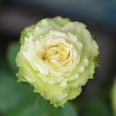 Super Green Rose Plant| 超级绿 image 3