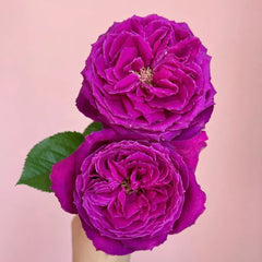 Yu Ji Rose Plant|虞姬 image 2