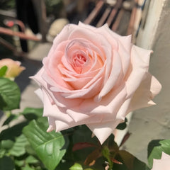 Pink ohara Rose Plant|粉哈娜 image 2