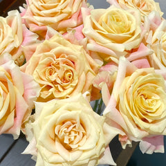 Wild Crown Rose Plant | 狂野王冠 image 3