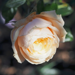 Pride and Prejudice Rose Plant|傲慢与偏见 image 3