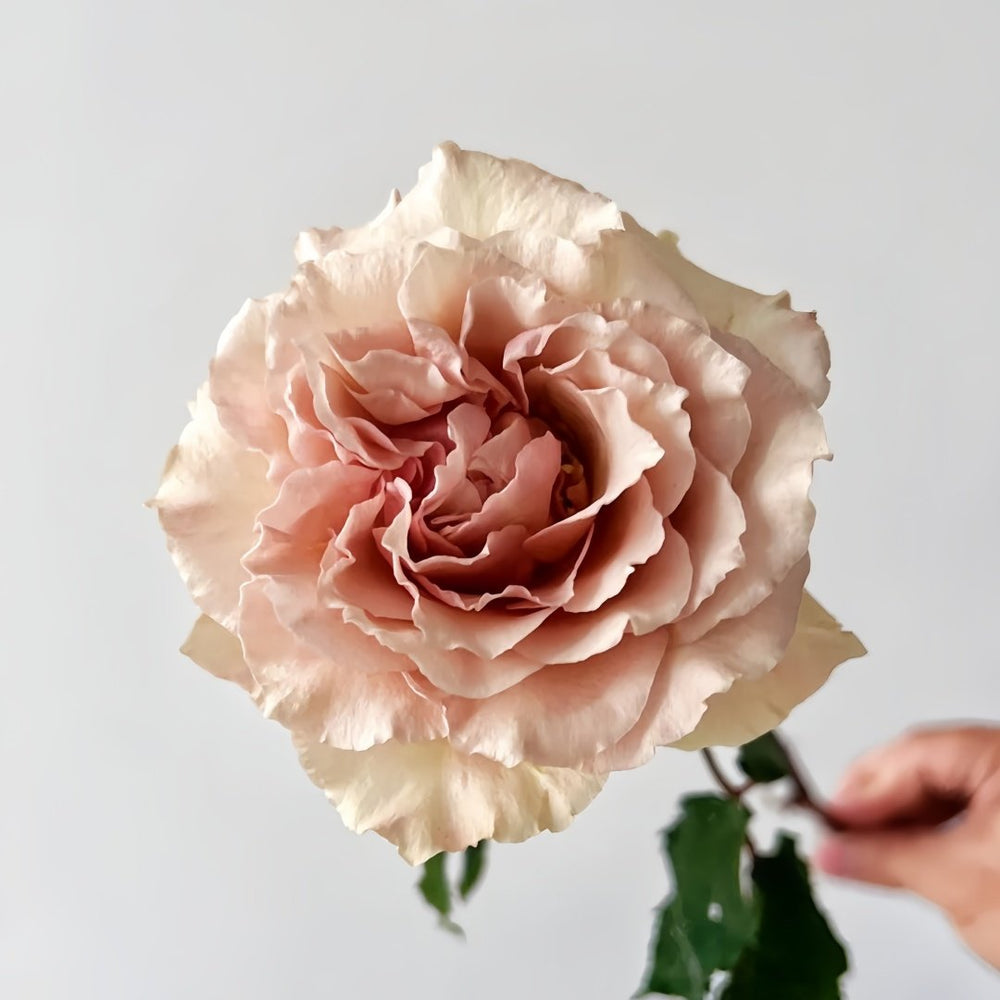 Ailes Rose Plant|翅膀/翼天使/第九天使 image 0