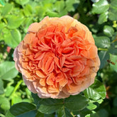 Belle d’Anjou Rose Plant|安茹美人 image 0