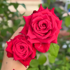 Red Bride Rose Plant |红新娘 image 2