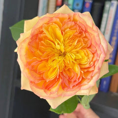 Henri Delbard Rose Plant|橘子酱 image 1