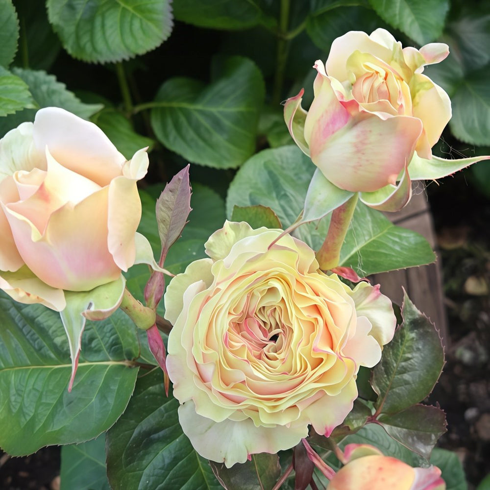 Love Fountain Rose Plant | 爱情喷泉 image 0