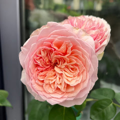 Romeo Rose Plant|罗密欧 image 2