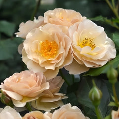 La broche Rose Plant|胸针/拉布罗什 image 1