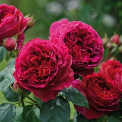 Sheffield Park Rose Plant|谢菲尔德公园 image 2