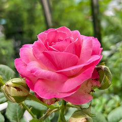 Candy Avalanche Rose Plant|糖果雪山 image 3