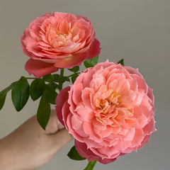 Queen of Hearts Rose Plant|红桃女王 image 1
