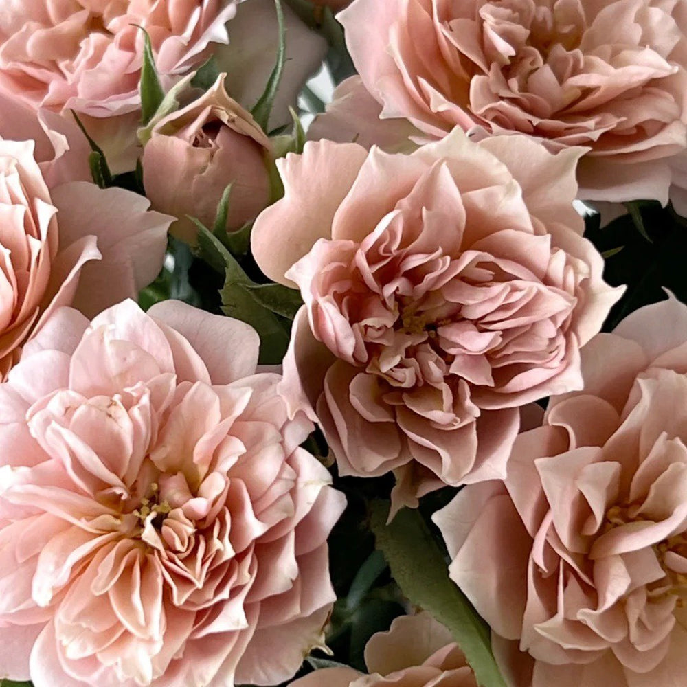 Iori Rose Plant|八神庵 image 0