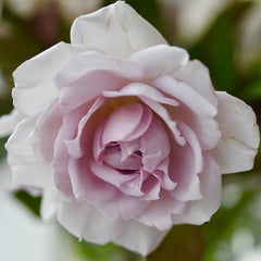 Noble Shine Rose Plant|贵族礼光 image 2