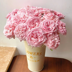 Pink ohara Rose Plant|粉哈娜 image 3