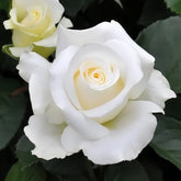 Rose Yumi Rose Plant|尤美玫瑰 image 0