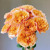 South Park Rose Plant|南方公园 image 0