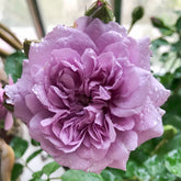 Rainy Blue Rose Plant|蓝色阴雨 image 0
