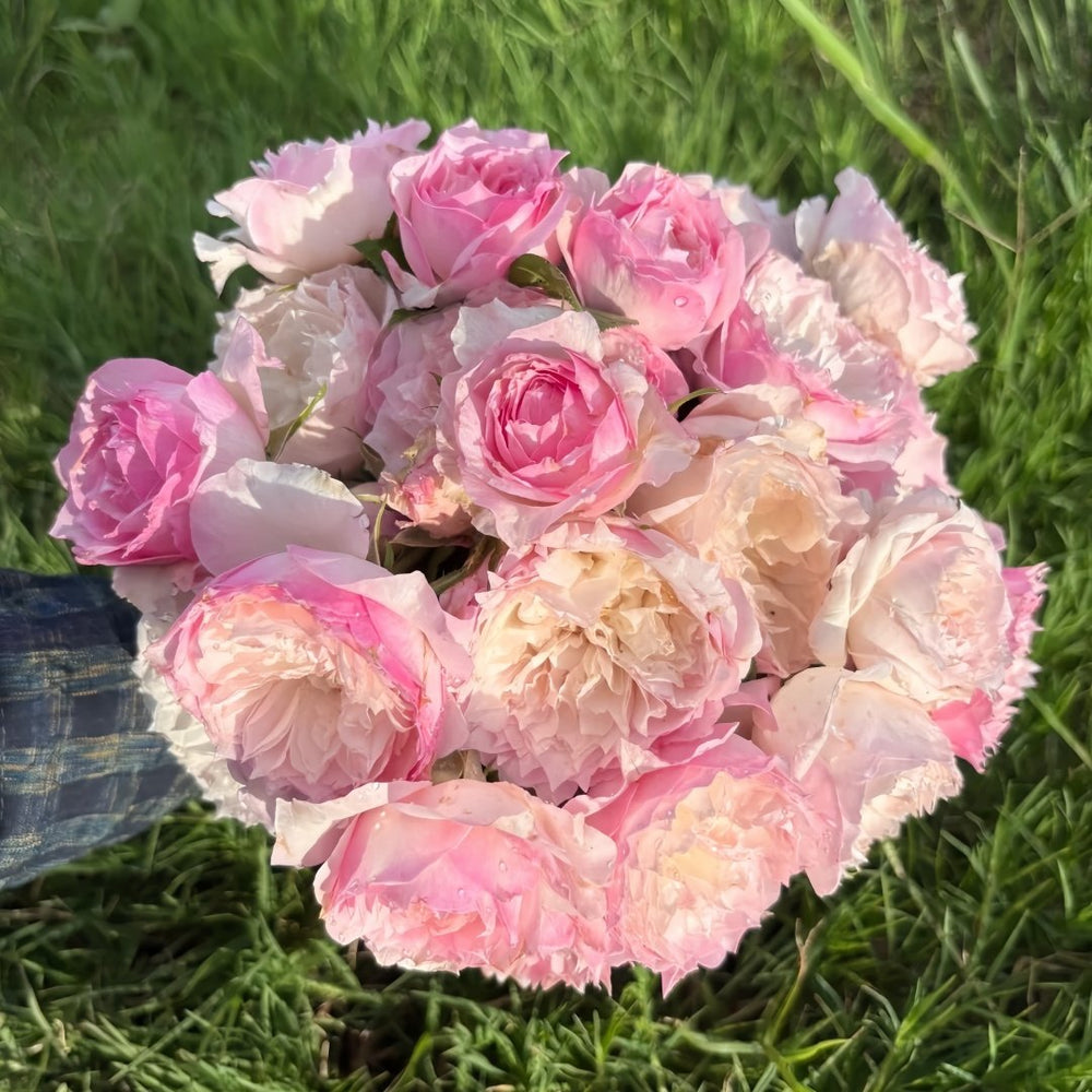 Le Rire Rose Plant|乐咲 image 0