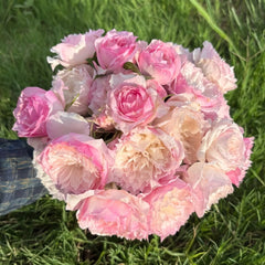 Le Rire Rose Plant|乐咲 image 0