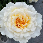 Liuxinsu Rose Plant|流心酥 image 0