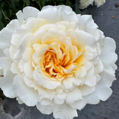 Liuxinsu Rose Plant|流心酥 image 0