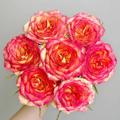 Norway forest Rose Plant|挪威森林 image 3