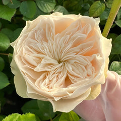 Lovely Harper Rose Plant | 可爱的哈珀 image 1