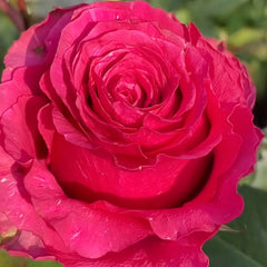Hotspot Rose Plant|热点 image 3