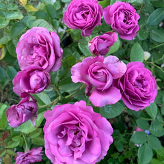 Angel Face Rose Plant|天使面容 image 1