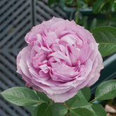 Monarome Rose Plant|芳香物语 image 0