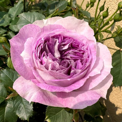 Blue Moon Stone Rose Plant|蓝月石 image 2