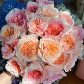 Chunye's Thoughts Rose Plant|春野心事 image 0