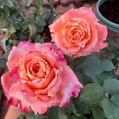 Yanluo Rose Plant|烟罗 image 3