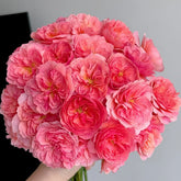 Kaori Kazari Rose Plant|香织装饰 image 0