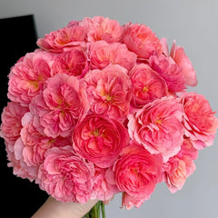 Kaori Kazari Rose Plant|香织装饰 image 0
