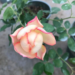Yves Classical perfume Rose Plant|伊芙古典香水 image 3