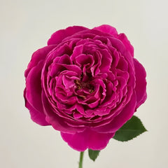 Cantina Rose Plant | 伊芙酒窖 image 1