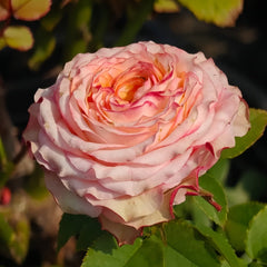 Country Spirit House Rose Plant |乡村雅舍 image 3