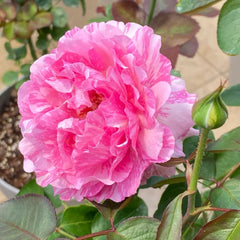 Yves Splash Rose Plant | 伊芙飞溅 image 3