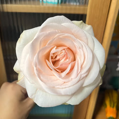 White Peach Gyokuro Rose Plant | 玉露白桃 image 2