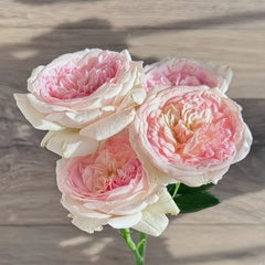 J'adore Rose Plant|真我 image 1