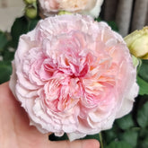 Traumerei Rose Plant | 梦幻曲 image 0