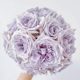 Noble Shine Rose Plant|贵族礼光 image 0