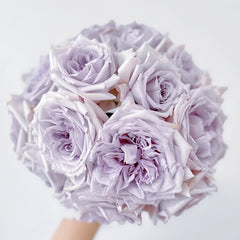 Noble Shine Rose Plant|贵族礼光 image 0