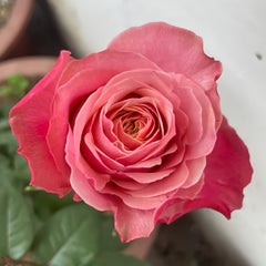 Belize Rose Plant|伯利兹 image 0