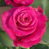 Hot Explorer Rose Plant|热情探险家 image 0